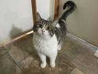 Adopt Road Side a Domestic Short Hair