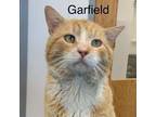 Adopt Garfield a Domestic Medium Hair