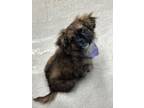 Adopt Peanut a Pekingese