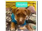 Adopt Ralphie a Hound