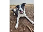 Adopt Meeko a Terrier, Border Collie