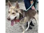 Adopt Eros a Husky, Pit Bull Terrier