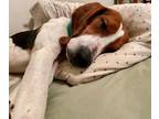 Adopt Sprout a Treeing Walker Coonhound