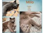 Adopt Milo a Domestic Short Hair
