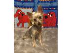 Adopt RIVER a Yorkshire Terrier