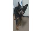 Adopt Jackson a Australian Cattle Dog / Blue Heeler