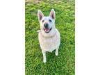 Adopt Justice a Shepherd, Mixed Breed