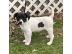 Adopt Micky a Australian Shepherd, Labrador Retriever