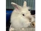 Adopt Oswald a Jersey Wooly, Lionhead