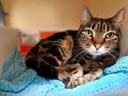 Adopt Larry a Domestic Short Hair