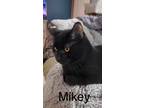 Adopt Mikey a Domestic Short Hair