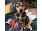 Adopt Calvin a Beagle