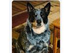 Adopt Doc a Cattle Dog