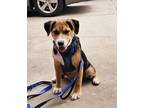 Adopt Foxy a Beagle, Australian Shepherd