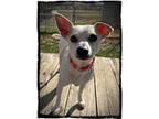 Adopt Mr. Pickens a Rat Terrier