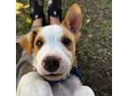 Adopt Mocha a Pointer, Pit Bull Terrier