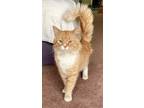 Adopt PA - Tangerine a Maine Coon, Domestic Medium Hair