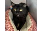 Adopt Manilow a Bombay, Domestic Short Hair