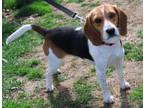 Adopt Waldo a Beagle