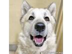 Adopt Milo in PA - Smart, Silly, Happy Boy! a Great Pyrenees, Husky