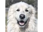 Adopt Cree in TN - Loves All Creatures, Big & Small! a Great Pyrenees