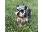 Adopt SMOKEY a Schnauzer, Poodle