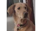 Adopt Bosco a Golden Retriever