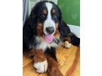 Adopt Sulley a Bernese Mountain Dog