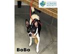 Adopt Bobo a Rat Terrier