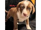 Adopt Micky a Mountain Cur, Boxer