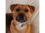 Adopt Ezra a Boxer, Shepherd