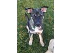 Adopt Baby Maverick a Siberian Husky, German Shepherd Dog