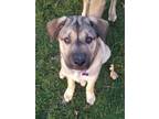 Adopt George a Siberian Husky, German Shepherd Dog