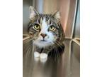 Adopt Jedi a Domestic Short Hair