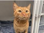 Adopt Hugo a Domestic Short Hair