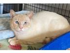 Adopt Flamb a Domestic Short Hair