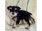 Schnauzer (Miniature) Puppy for sale in Texarkana, TX, USA