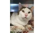 Adopt Colossus a Domestic Short Hair