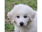 Adopt Flynn a Great Pyrenees