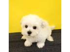 Shorkie Tzu Puppy for sale in Hephzibah, GA, USA