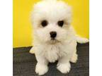Shih Tzu Puppy for sale in Hephzibah, GA, USA