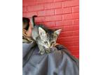 Adopt quincy a Domestic Short Hair