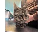 Adopt Goose a Domestic Short Hair