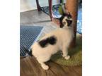 Adopt Finn (Brother of Sawyer) a Turkish Van, Domestic Short Hair