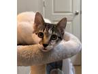 Adopt Sawyer (Brother of Finn) a Turkish Van, Domestic Short Hair