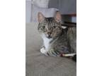 Adopt Sir Alexandpurr a Tabby