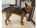 Adopt Toddy a Cattle Dog, Australian Cattle Dog / Blue Heeler