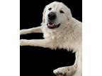 Adopt Apollo a Great Pyrenees