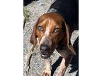 Adopt LUKE COMBS a Bluetick Coonhound