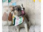 French Bulldog PUPPY FOR SALE ADN-769074 - blue tan merle pied